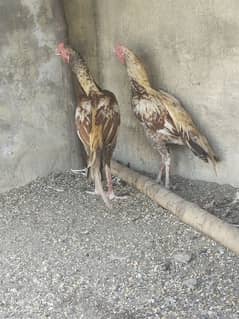 Aseel male 2 murgha pure breed for sale