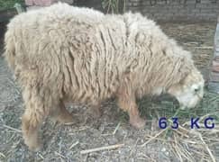 Sheep  | Dumba| Mundra | bakra |2 dant DUMBA FOR QURBANI