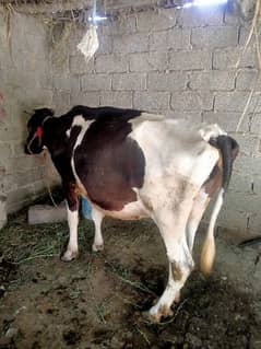 Farmy cow for sell only for qurbani