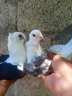 Fancy pigeons pair/kabooter