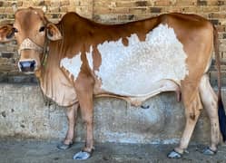 cow for Qurbani
