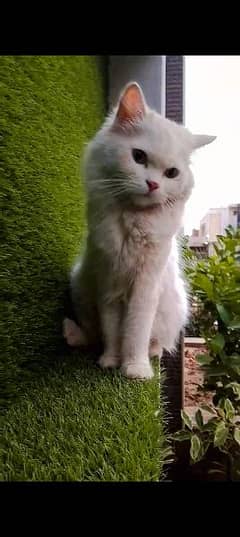 Persian Triple coat cat for sale