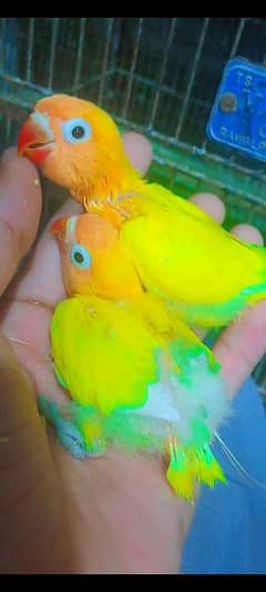 love birds chicks