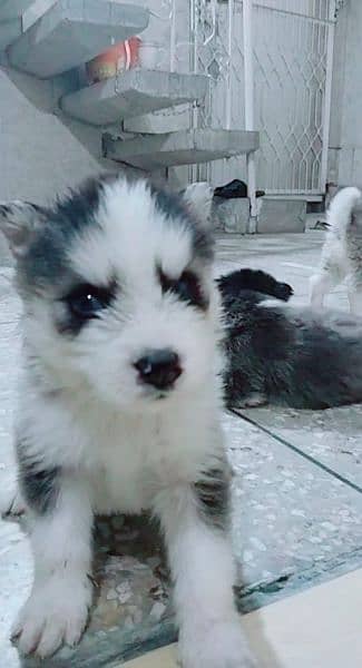 Siberian Husky male / female puppies for sale 2
