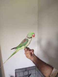 Kashmiri Parrots