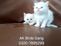 Blue Eyes Persian Kittens