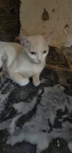 Persian 1st coated cat yellow &blue eyes