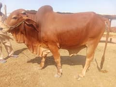 Bull | Cow | Wacha | Vehra | Janwar Qurbani | Bakra Eid | Lahore |