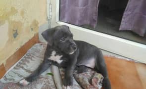 pitbull puppy 2 month for sale