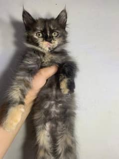 Persian Triple Coated Female Kittens for Sale