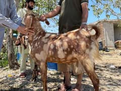 Heavy Qurbani Goats For Sale