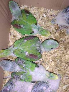 Raw and green ringneck chicks