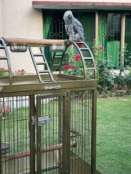 Large Moving and top sitting cage for grey parrot and other pet birds 1