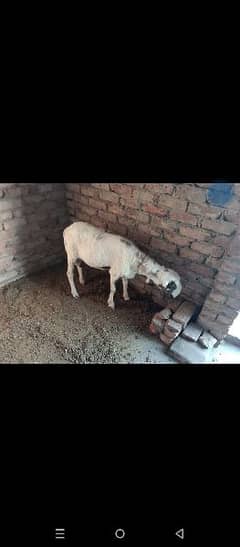 032 49414107 Active and healthy meal for qurbani
