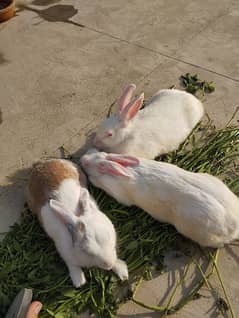 1 male and 2 female rabbits