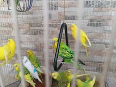 Budgies For sell