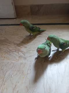 3 Raw Parrot (Pahari Toota)