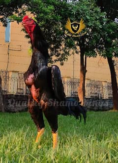 Jet Black O Shamo Chicks Quality Imported Aseel Chicks 2 Month old Hen