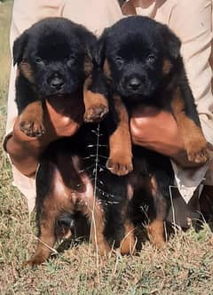 German shepherd double coat puppy