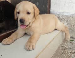 100% pure Labrador puppies for sale