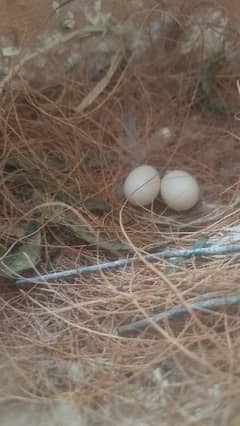 *FINCHES*. 4 BREEDER PAIR WITH EGGS.