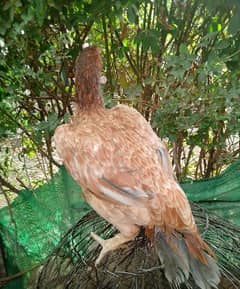 saleti hen for sale what's app number 03038199424