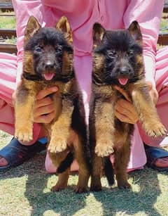 double coat German shepherd pair male and female for sale
