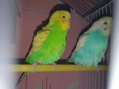 budgies for sale whats app me