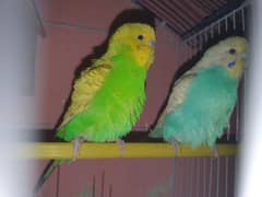 budgies