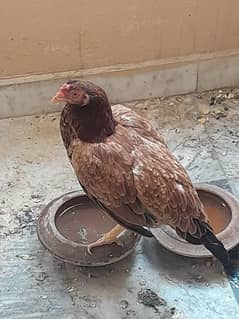 Aseel Hen Urgent sale