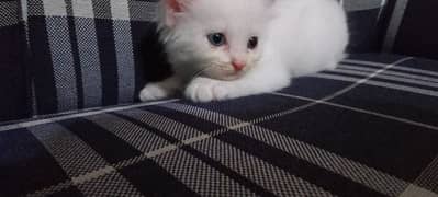 Persian kitten available male and female triple coated