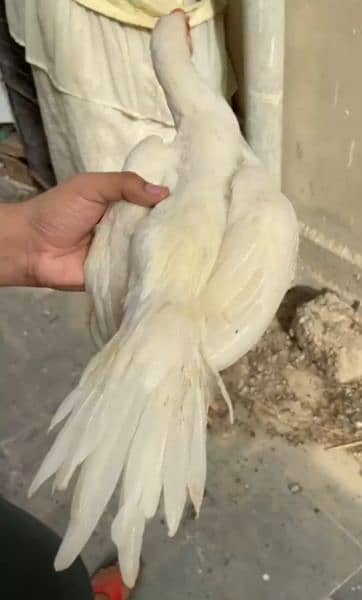 Indian parrot beak cross 75 persent pure 2