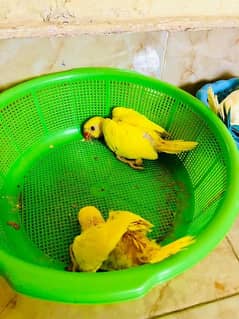 Mashallah yellow ringneck chicks for sale
