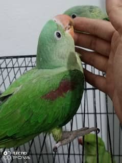 beautiful hand tame parrots