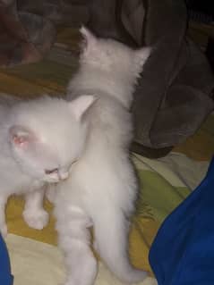 in white colour kittens lush playfully cute doll face