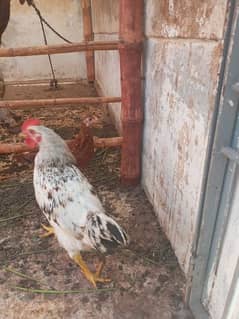 Misri rooster for sale. .