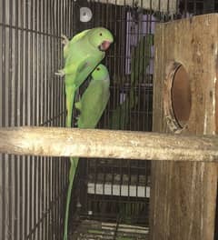 Katha breeder pair for sale