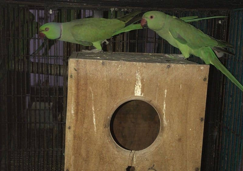 Katha breeder pair for sale 1