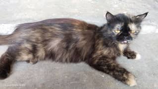 Persian female Cat