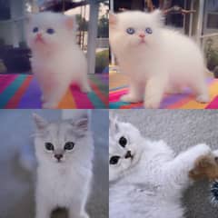 Persian cats / cats / Persian kittens / for sale