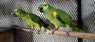 Blue Fronted Amazon"Pair for sale||Nail tail flying everything okay