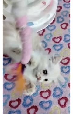Persian Kitten - 60 days old