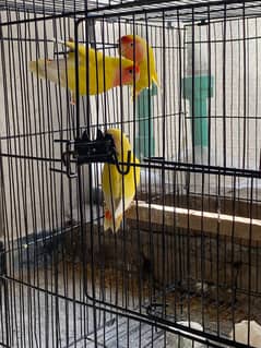 All parrots avaiable for sale