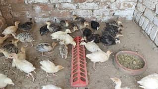 Turkey /moor /guinea fowl /duck 03266018528