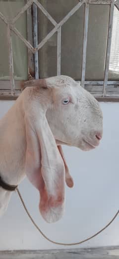 Gulabi Rajanpuri female goat