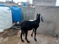 Quarbani Bakry with Beetal goat