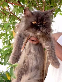 Persian male cat mate/Matting/stud/cross/breeding