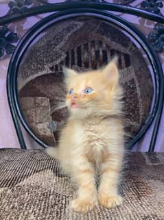 Persian cat baby 2 male 1 female cats