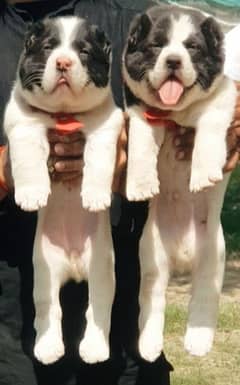 King alabai puppies full security dog's age 2 month pair for sale
