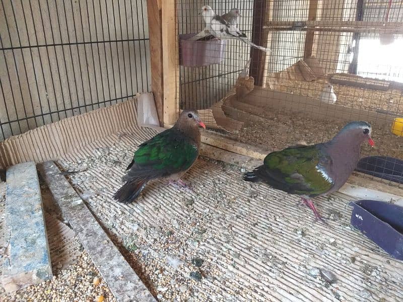 Emerald Dove Breeder Pair  ایمیرالڈ  ڈوو بریڈر جوڑا 4